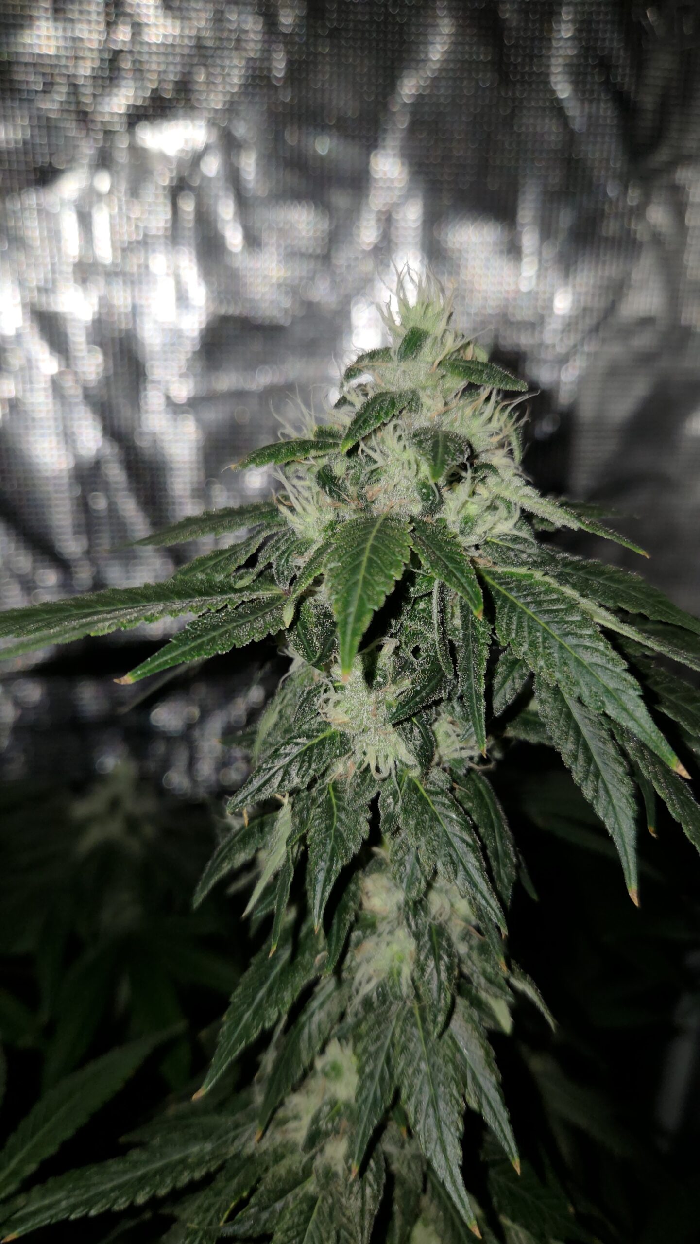 Panic On Planet Sour 10 Fem Seeds - Image 4