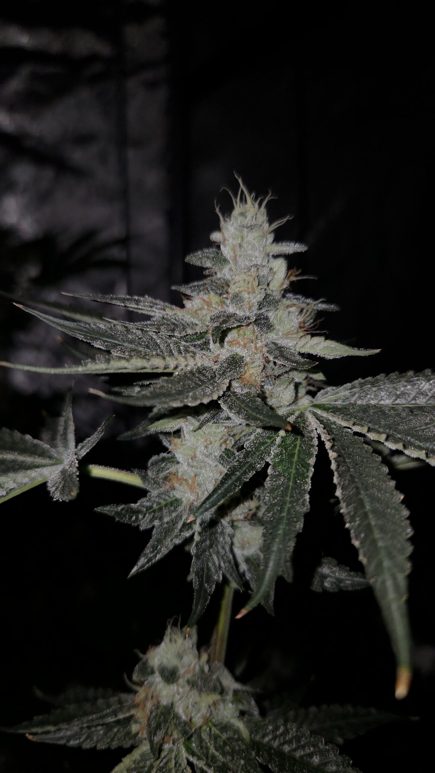 Sour Beam 10 Fem Seeds - Image 4