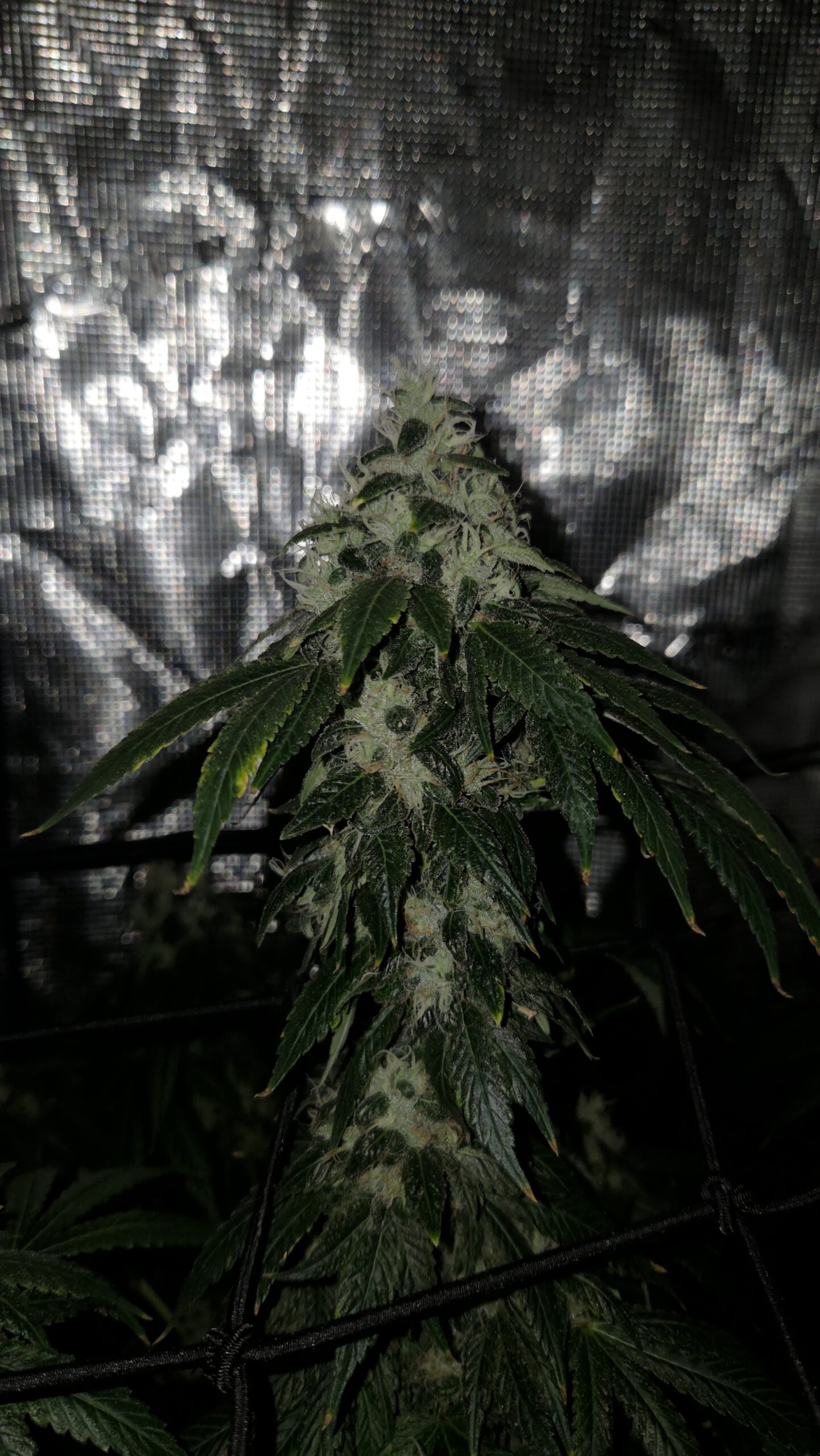 Panic On Planet Sour 10 Fem Seeds - Image 3