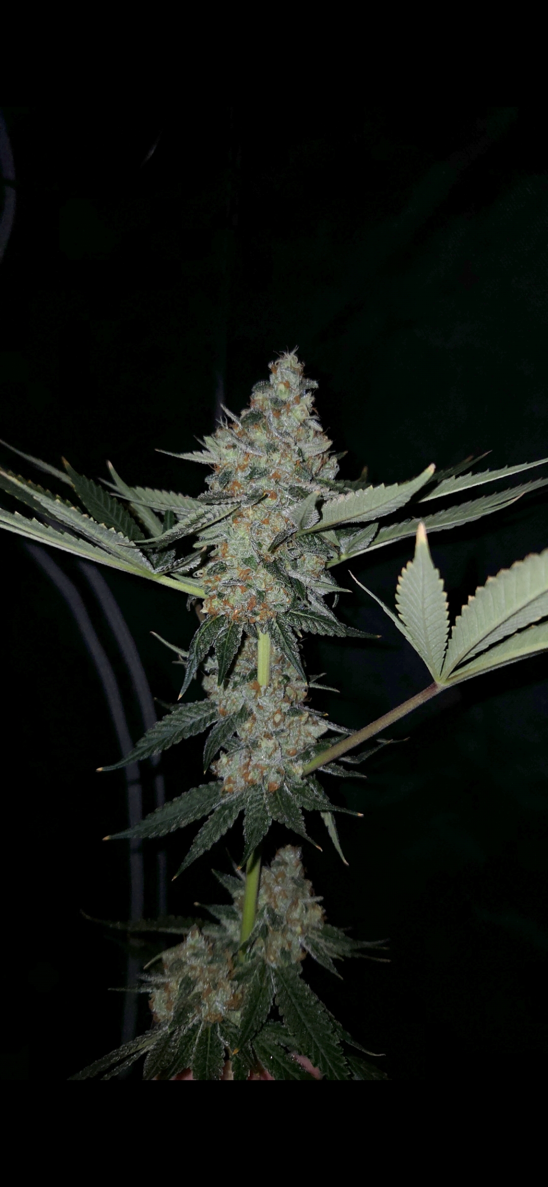 Sour Beam 10 Fem Seeds - Image 2