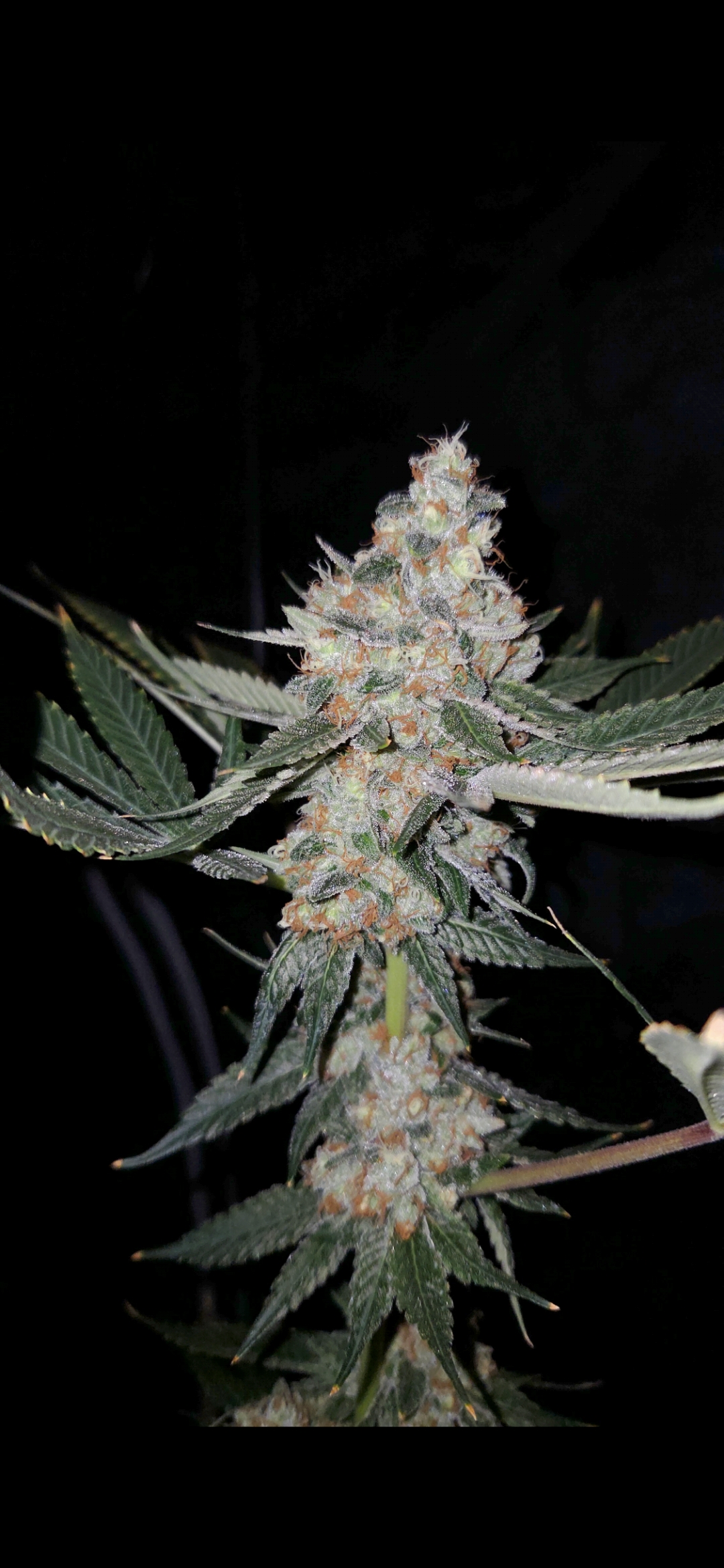 Sour Beam 10 Fem Seeds - Image 3